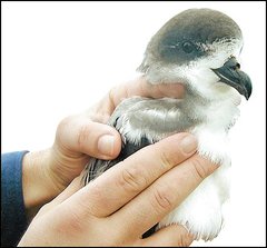 Bermuda Petrel